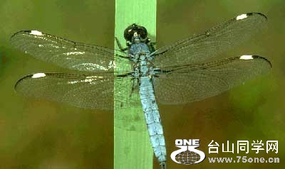 dragonfly.jpg
