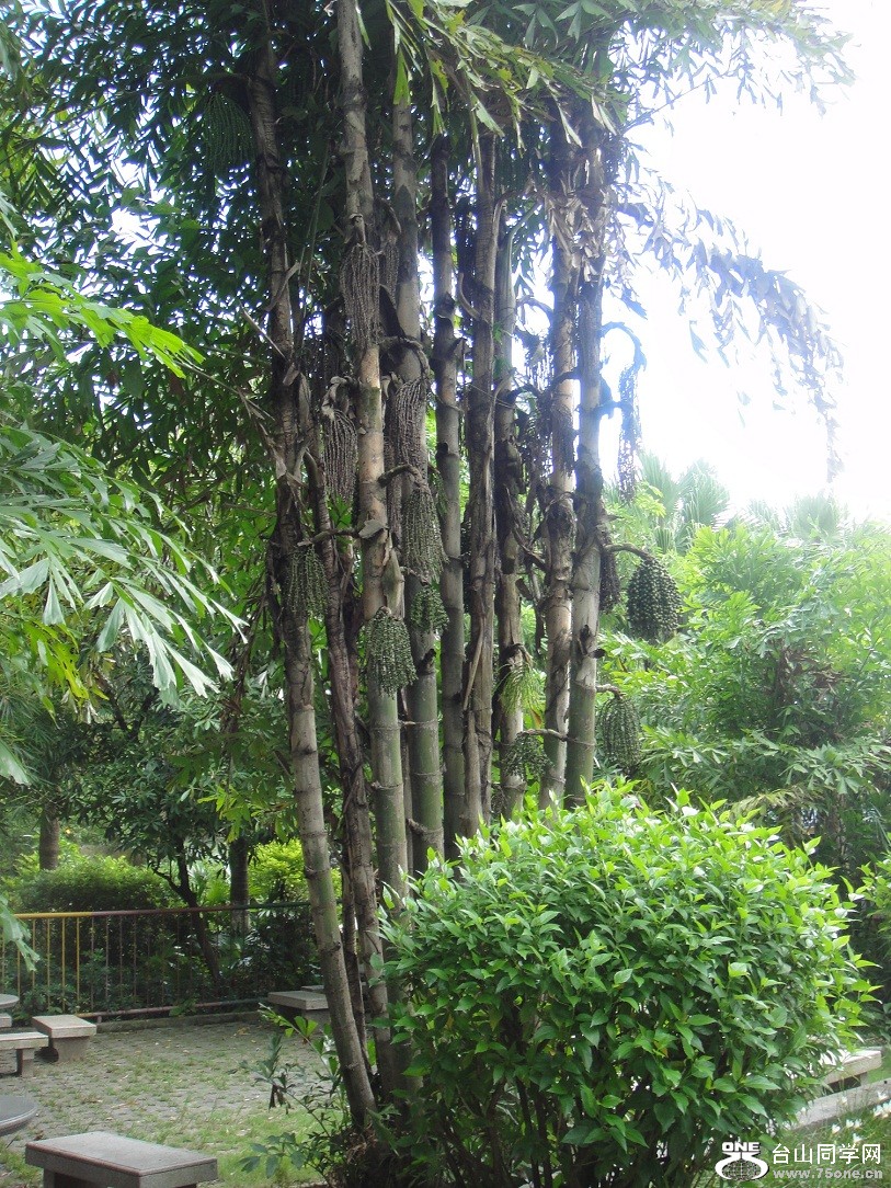 DSC04763.JPG