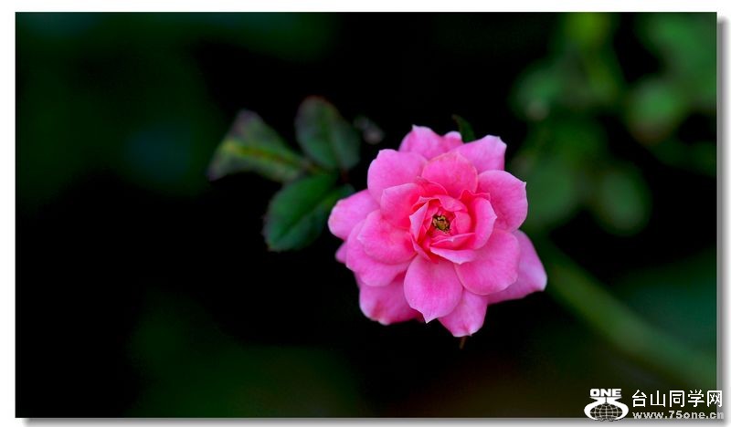 DSC_7542.jpg