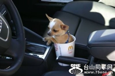 Funny Baby Animals Images _5.jpg