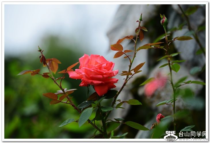 nEO_IMG_DSC_7300.jpg