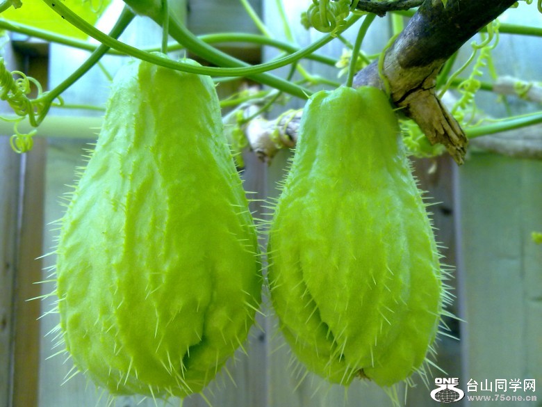 201210031439_conew1.jpg