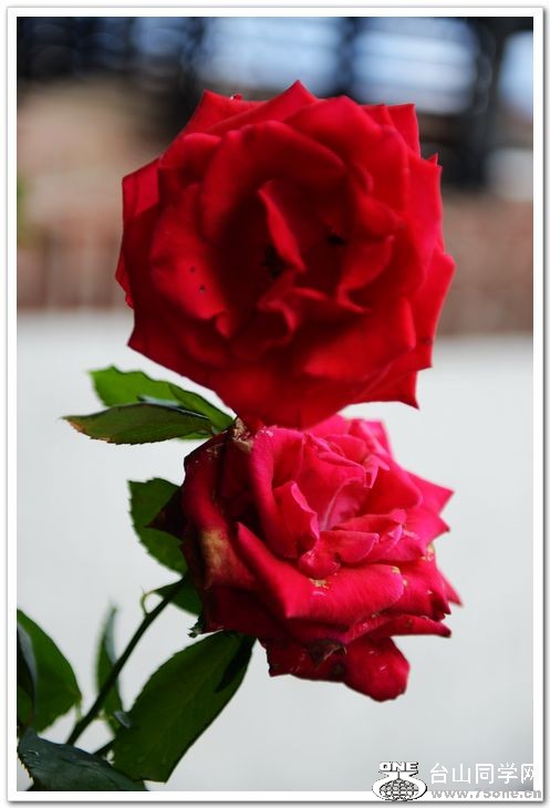 nEO_IMG_DSC_6941 - Copy.jpg