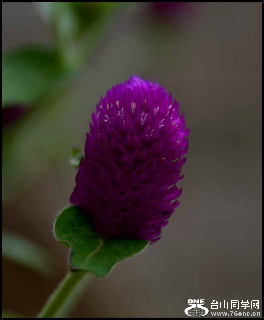 10.17.2012 Fall 254.jpg