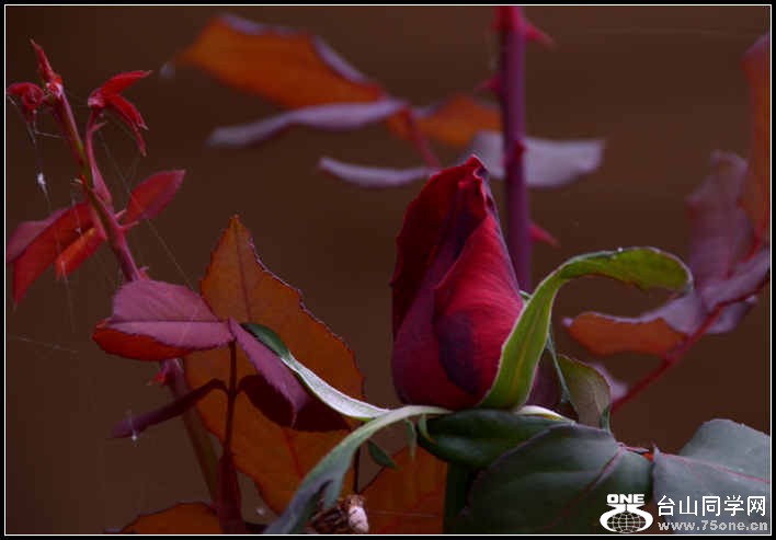 10.17.2012 Fall 229.jpg