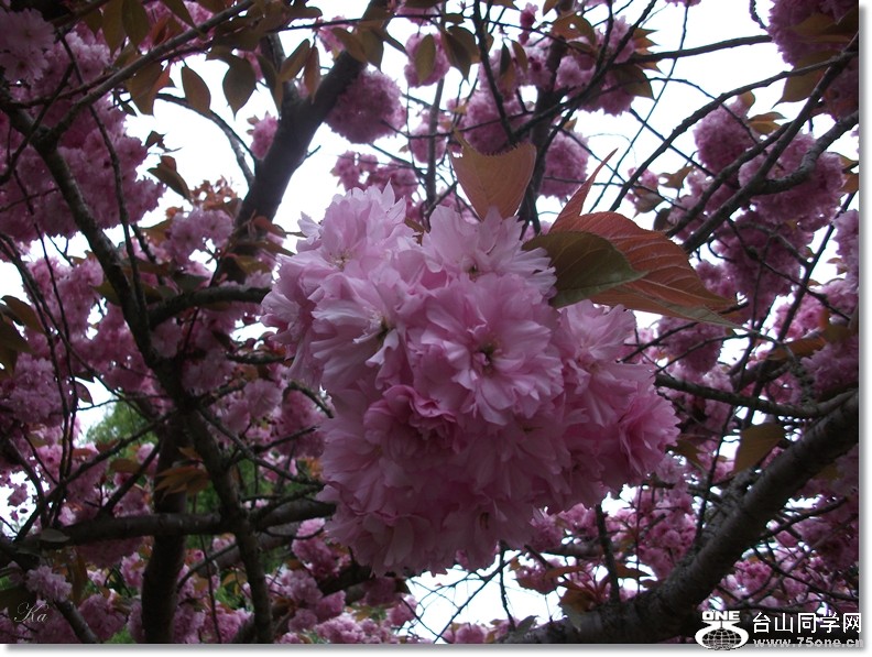 flowers 18-10 -2012B 040.jpg