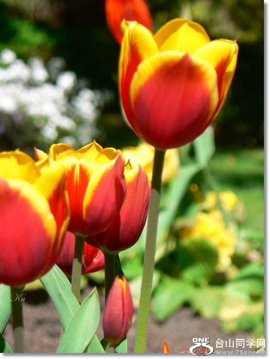 flower 04-10-2012 337.jpg