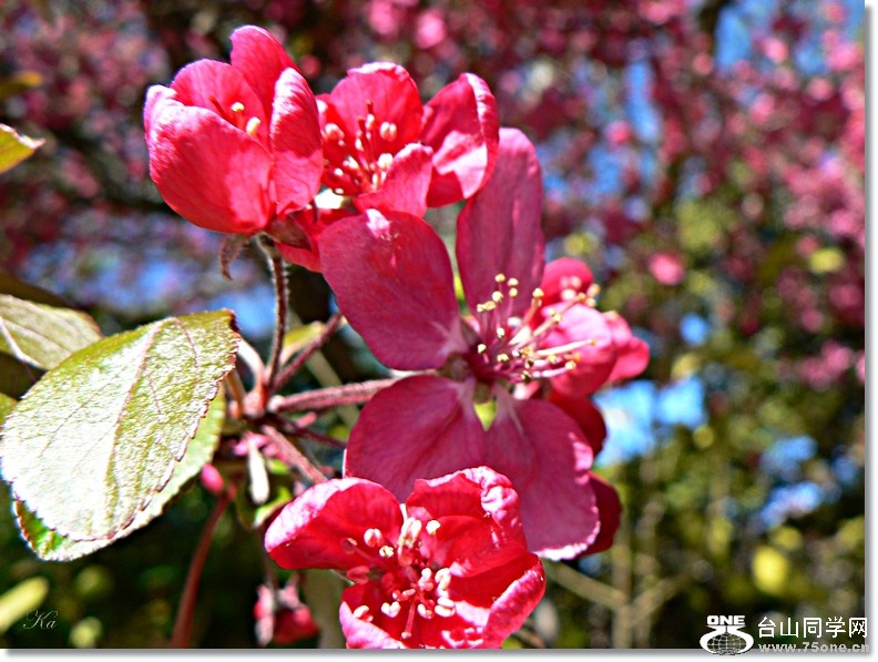 flower 04-10-2012 363.jpg