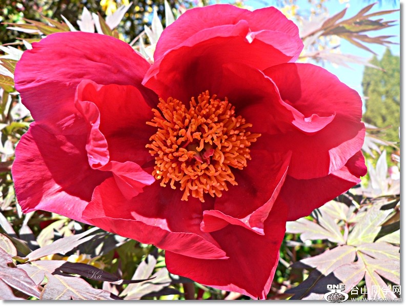 flower14-10-2012 059.jpg