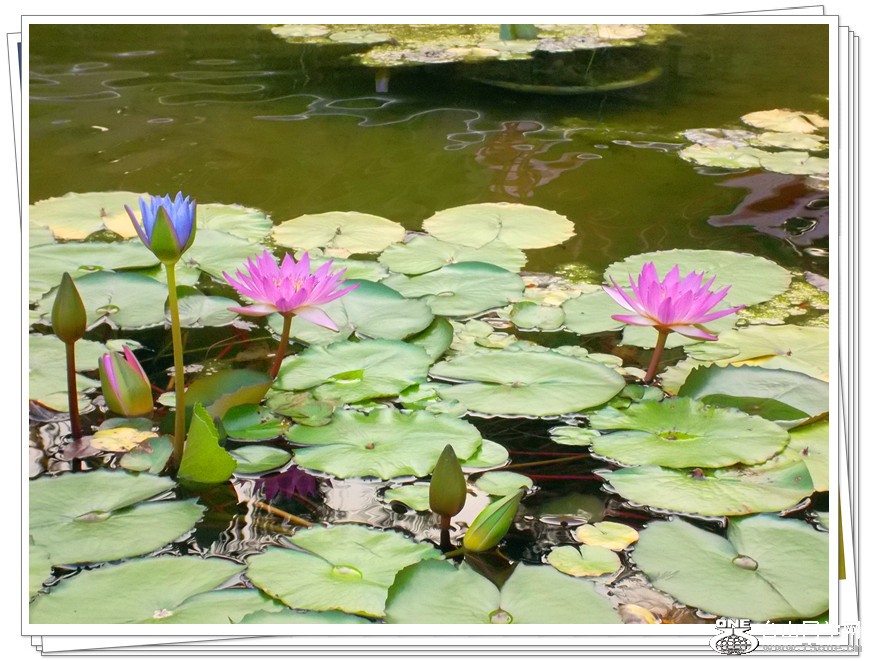 花六.jpg
