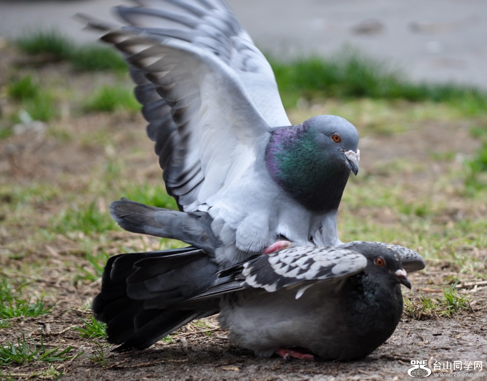 DSC_3030.jpg