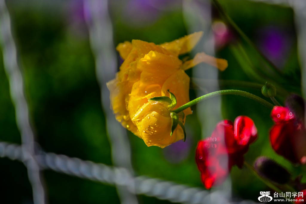DSC_8994.jpg