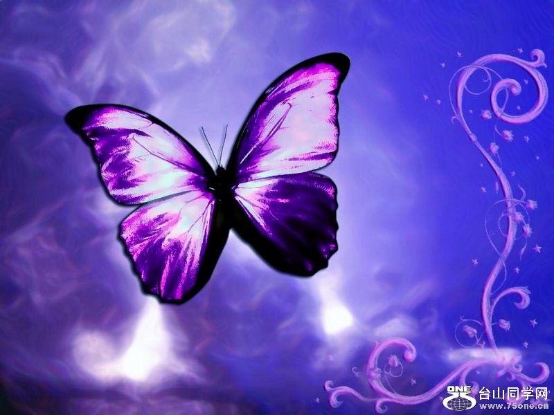 butterfly-lavender-purple.jpg