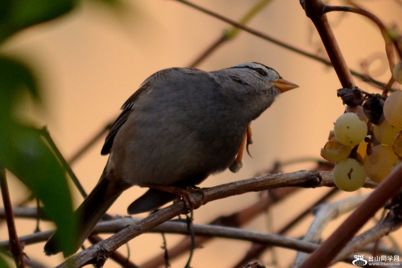 DSC_0114_41.jpg