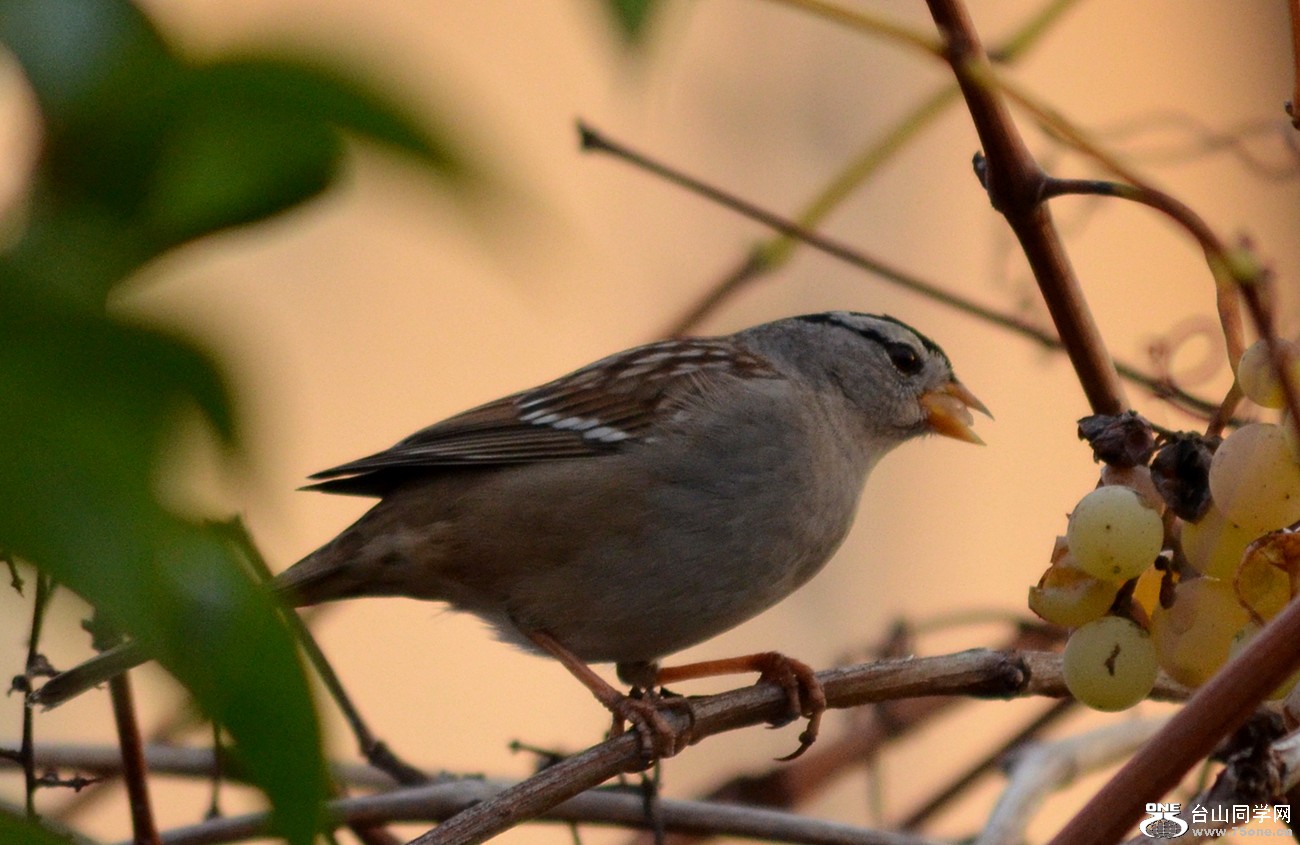 DSC_0110_42.jpg