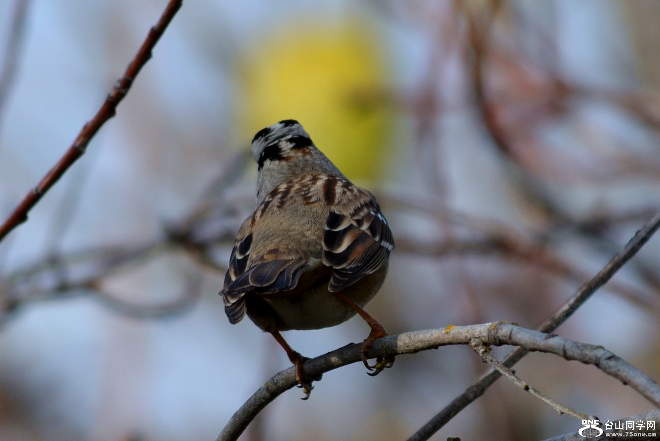 DSC_0945_27.jpg