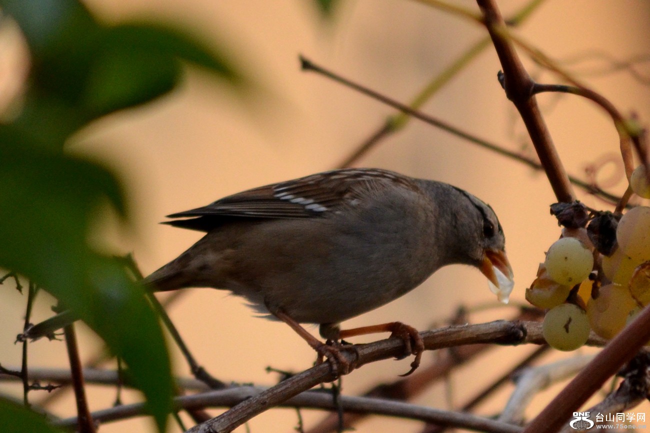 DSC_0109_43.jpg