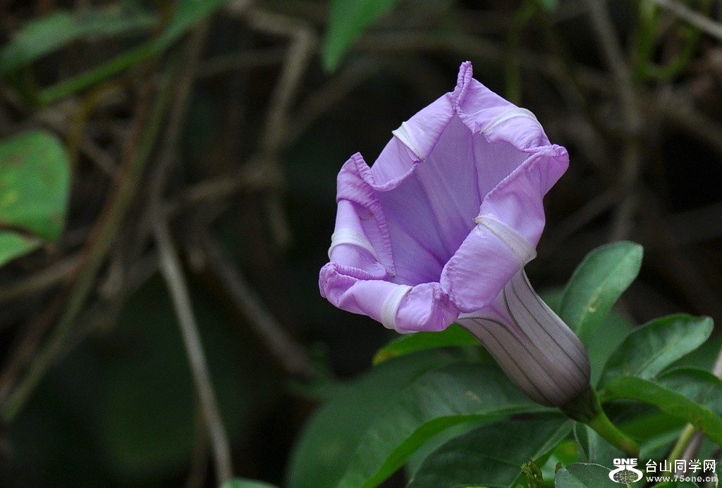 DSC_3682.JPG