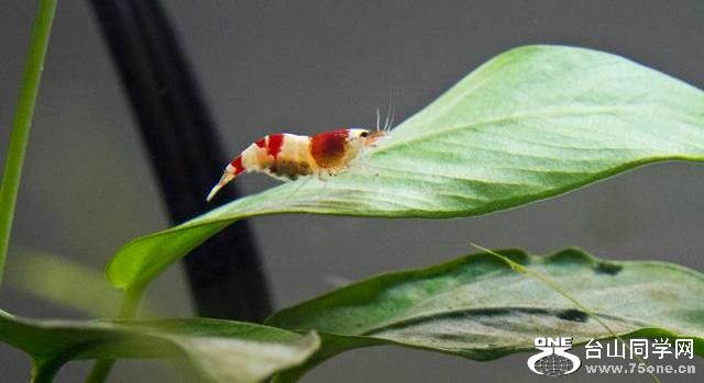 crystal red shrimp.jpg