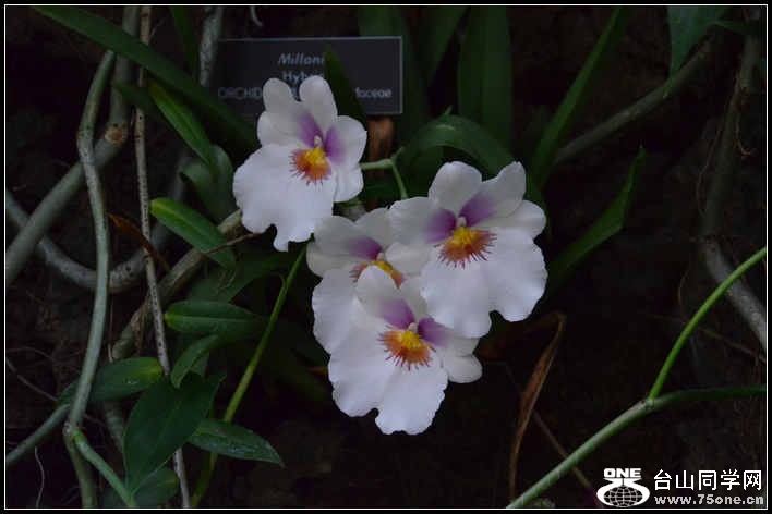 2012.11.18 Dc Flowers 090.jpg