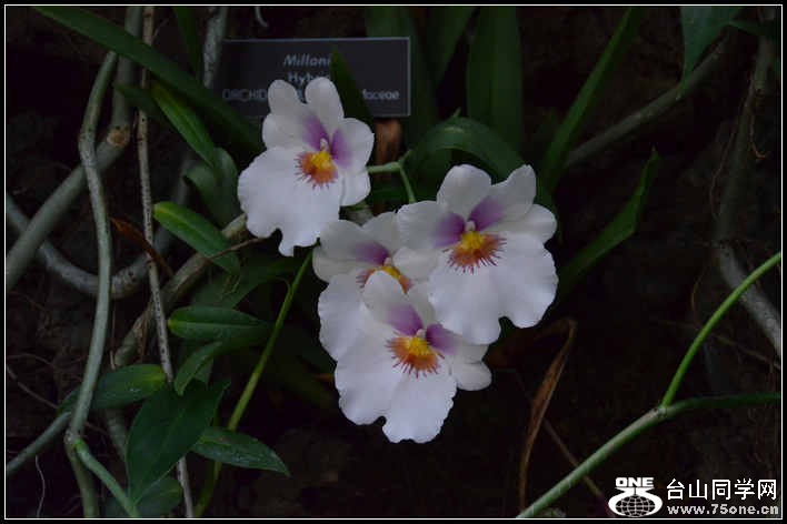 2012.11.18 Dc Flowers 090.jpg