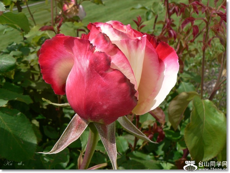 flowers 22-11-2012 022.jpg