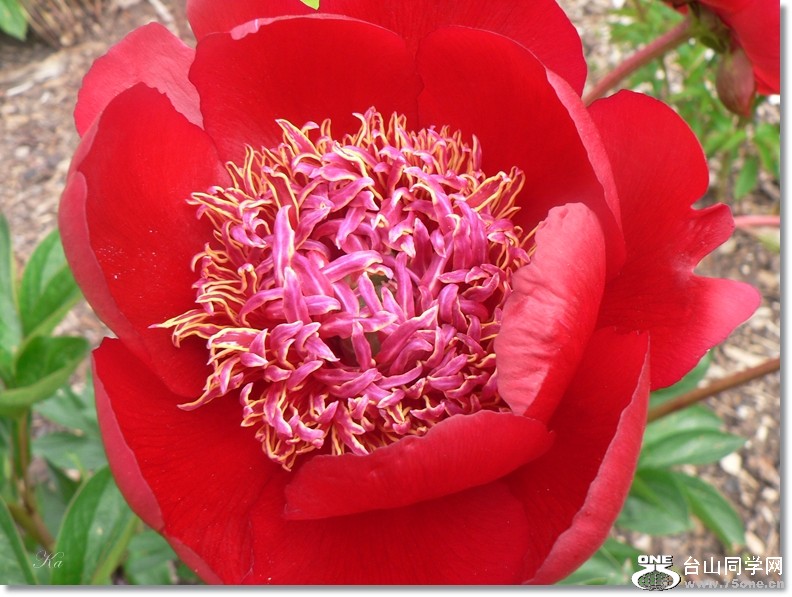 flowers 22-11-2012 121.jpg