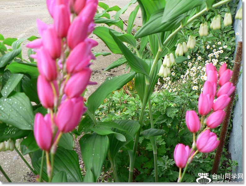 flowers 25-10-2012 078.jpg