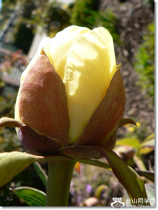 flowers 25-10-2012 087.jpg