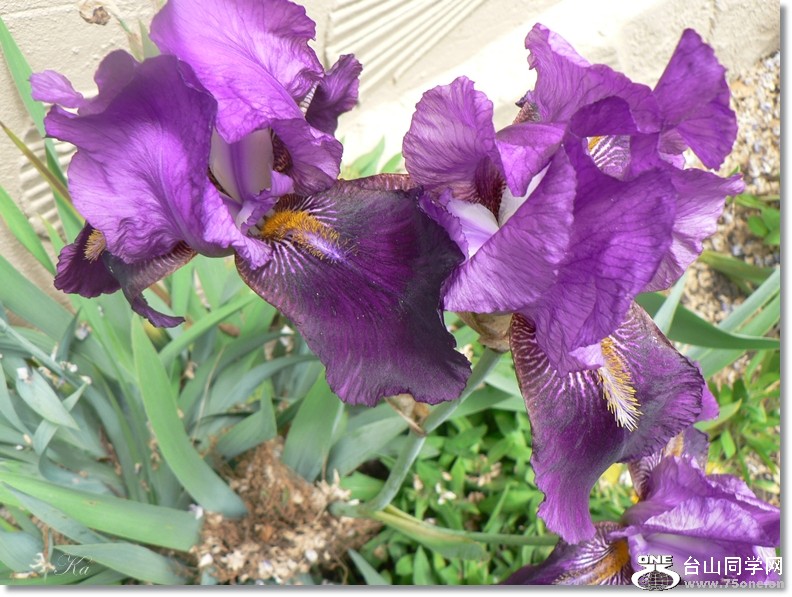 flowers 22-11-2012 059.jpg