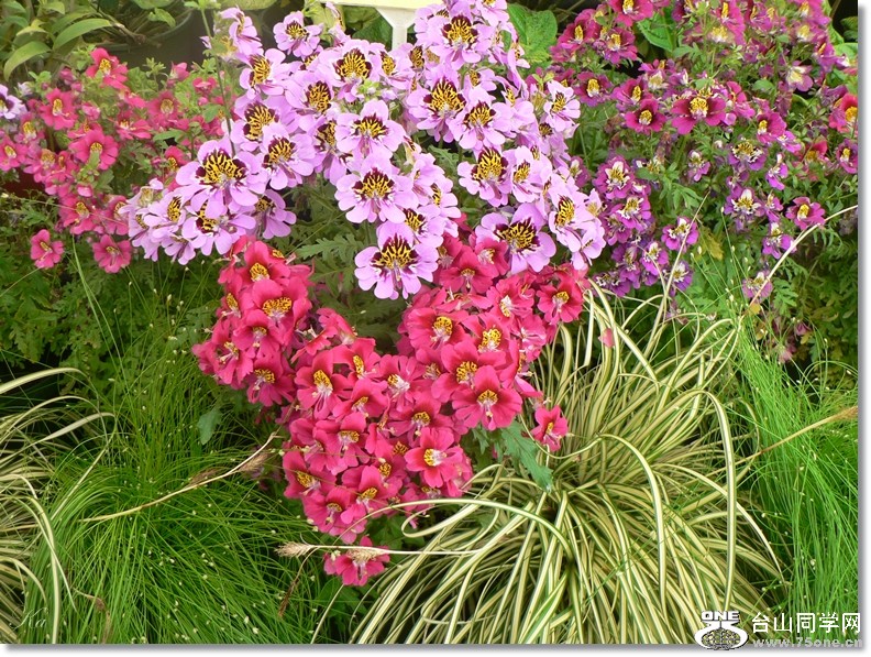 flowers 22-11-2012 023.jpg