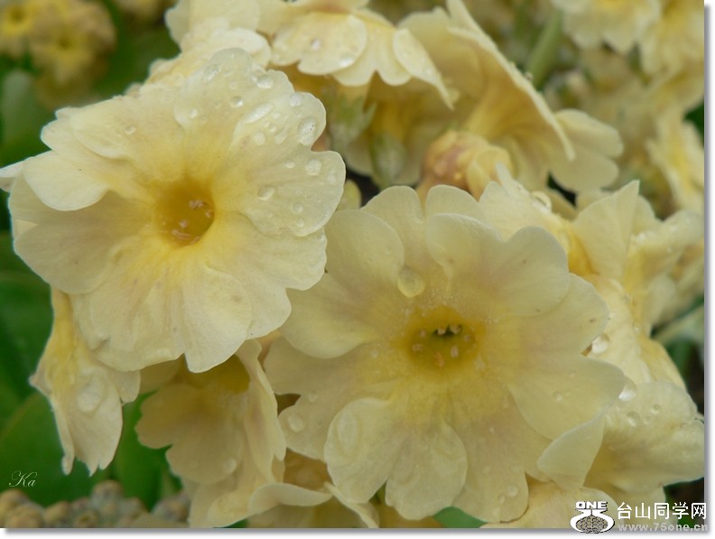 flowers 18-10 -2012 164.jpg