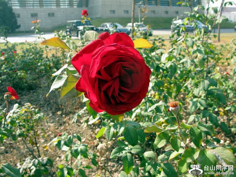 IMG_1874.JPG