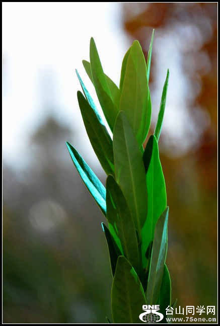 2012.11.18 Dc Flowers 125.jpg