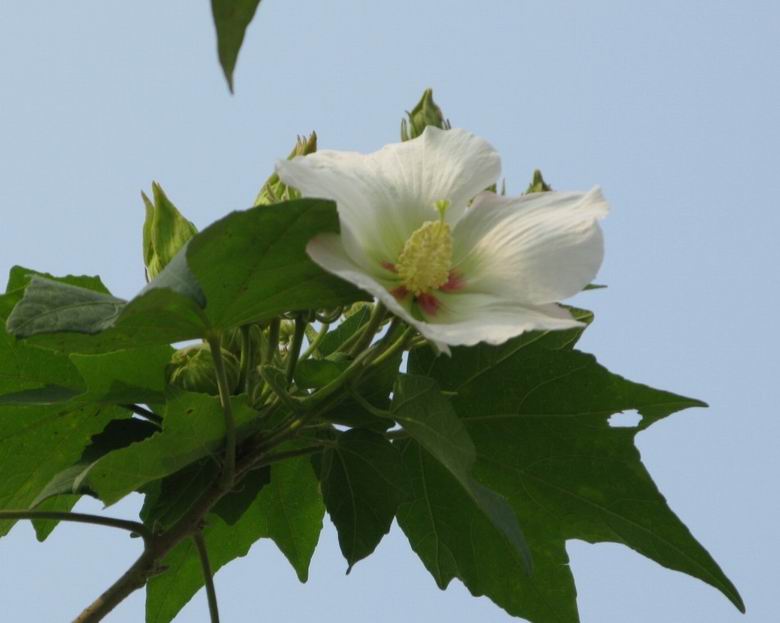 86.jpg