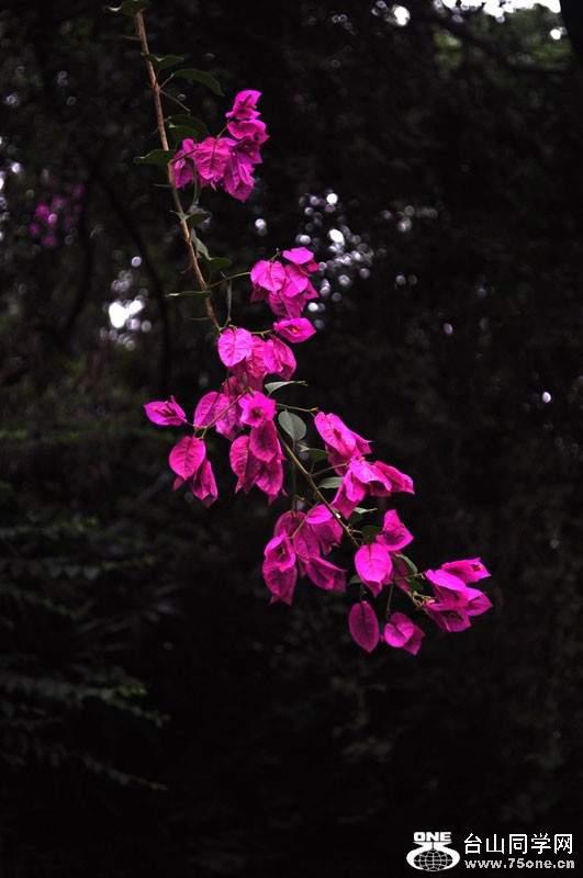 DSC_1047.jpg