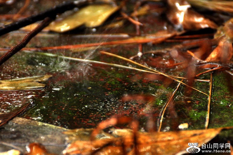 DSC_0335.JPG