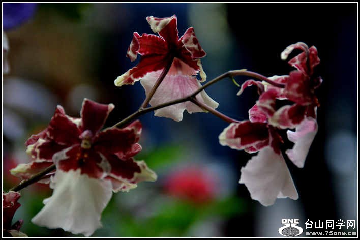 2012.11.18 Dc Flowers 019.jpg