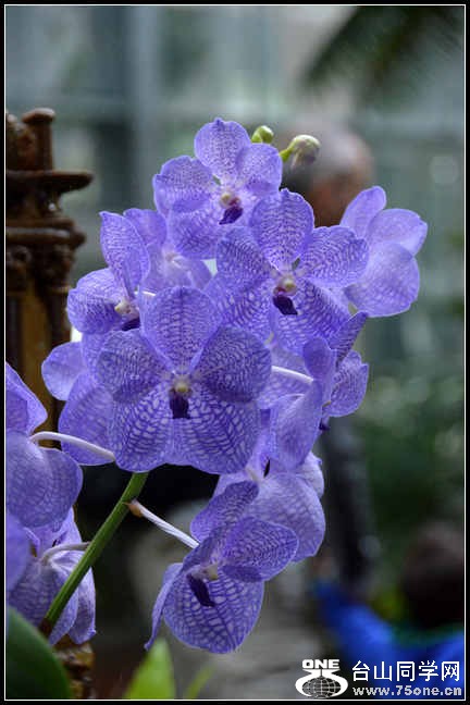 2012.11.18 Dc Flowers 017.jpg