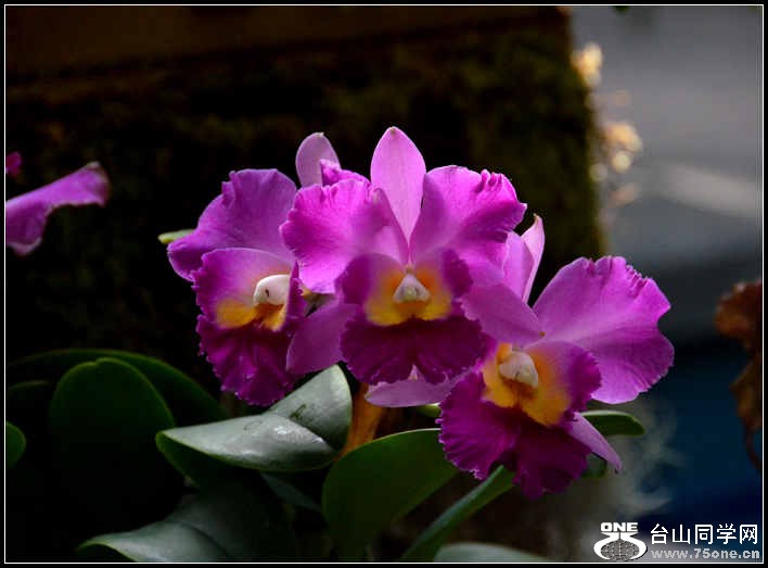 2012.11.18 Dc Flowers 021.jpg