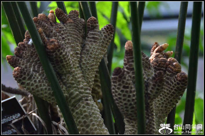 2012.11.18 Dc Flowers 104.jpg