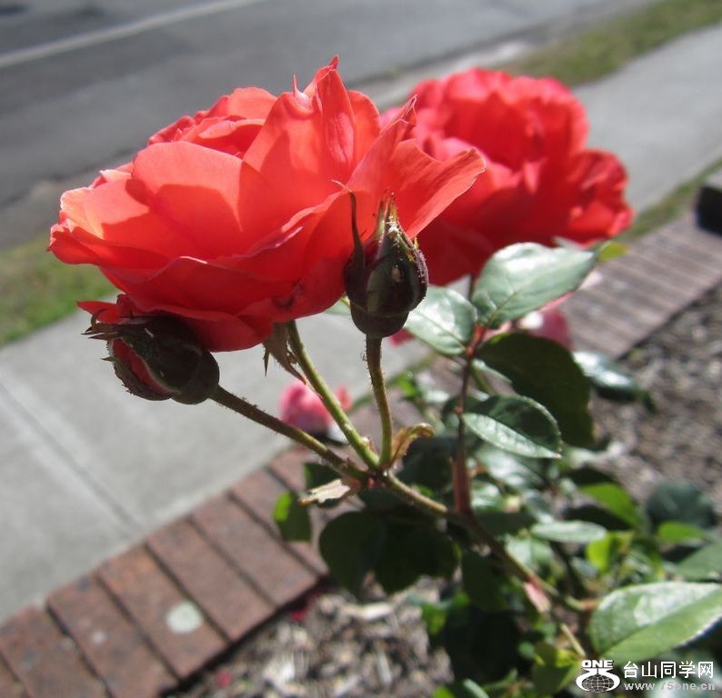 IMG_1595.JPG