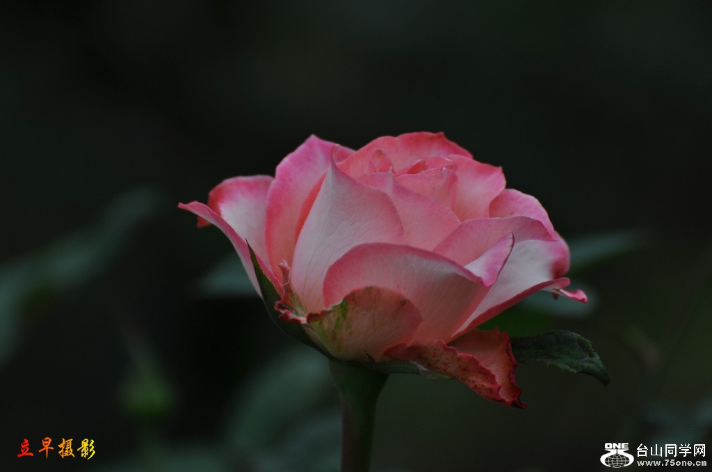 DSC_3958.JPG