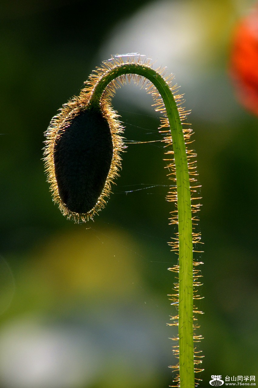 DSC_0302_42.jpg