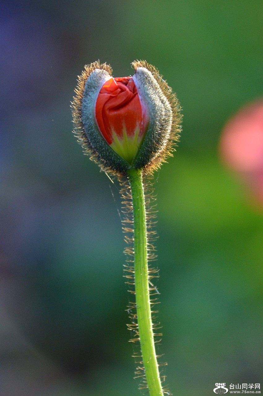 DSC_0109_8.jpg