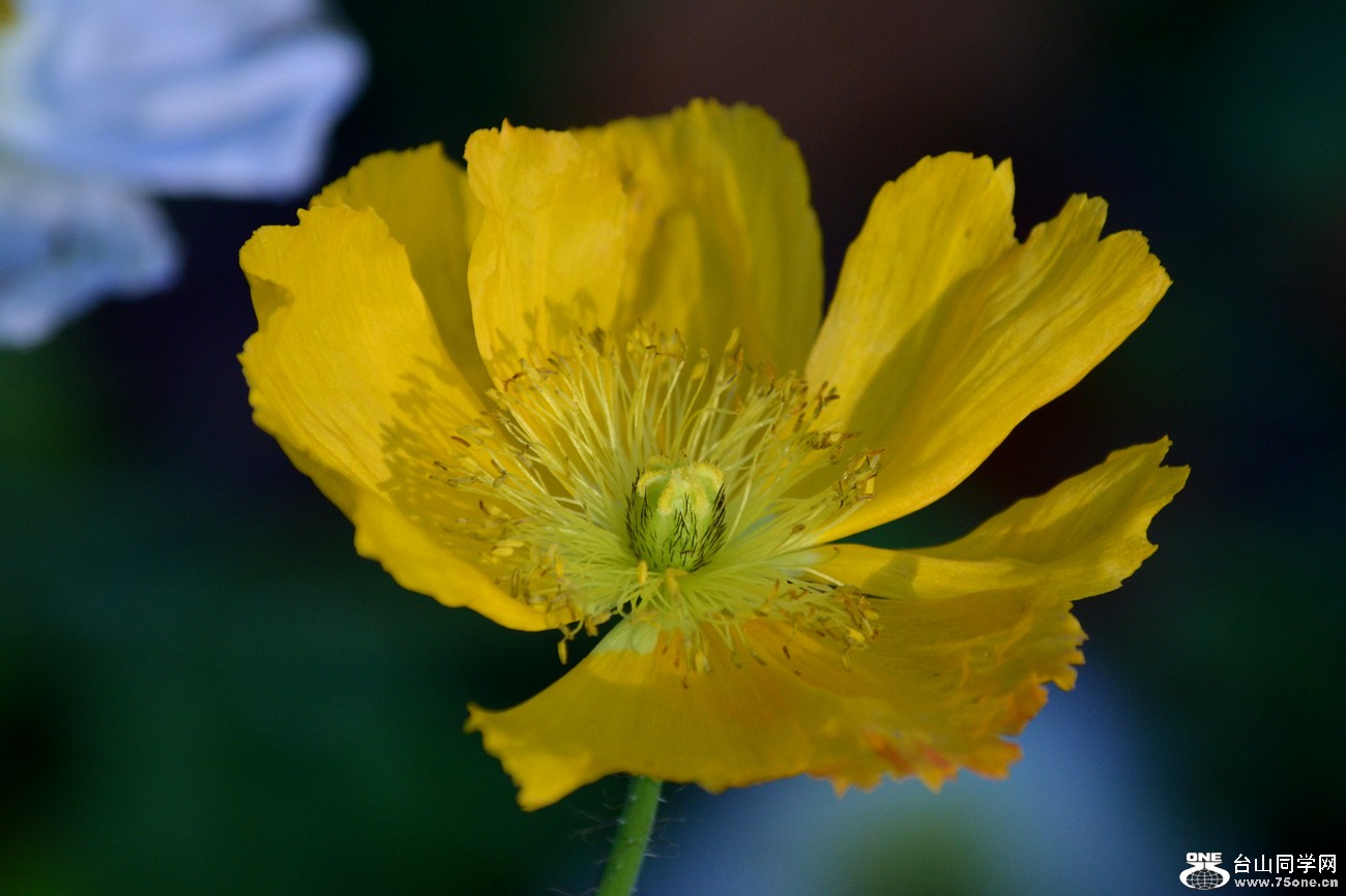 DSC_0096_7.jpg