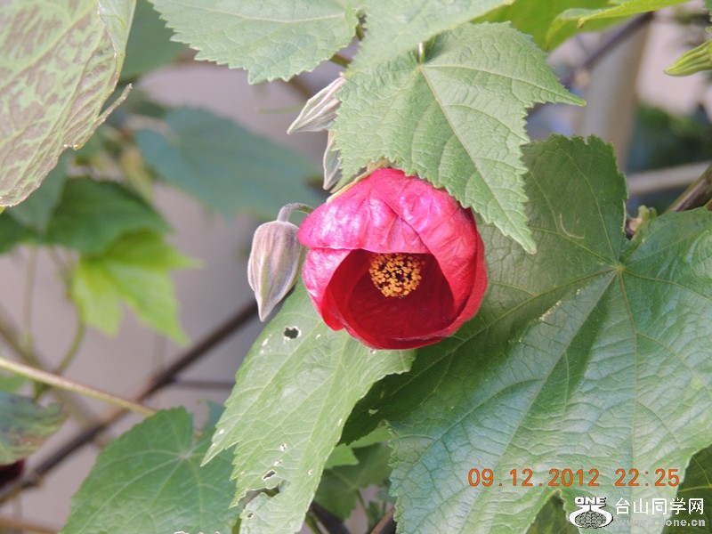 flower 021_.jpg