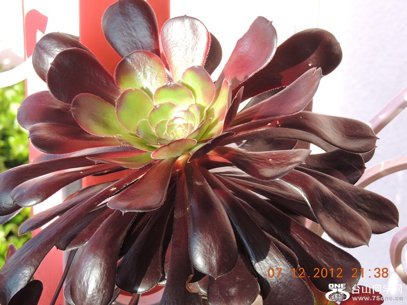 flower 012_.jpg