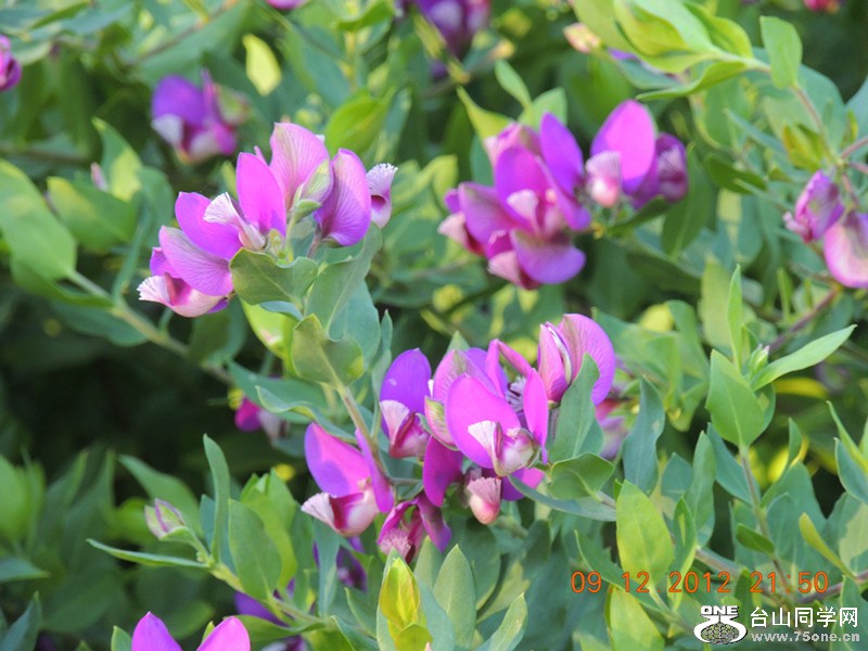 flower 016_.jpg