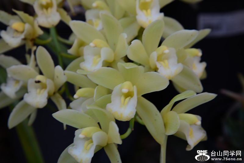 flower 002_.jpg